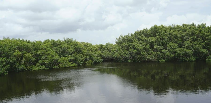 Costa con manglar en la bahía de Cienfuegos