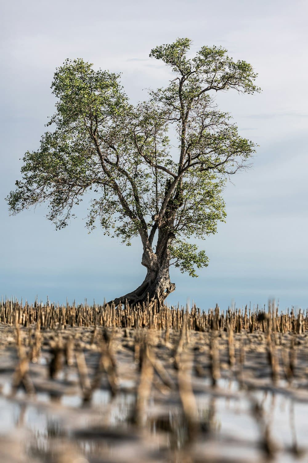 Manglar en recuperación